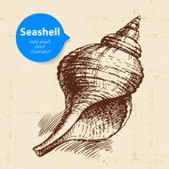 Seashell hand drawn sketch Vintage illustration