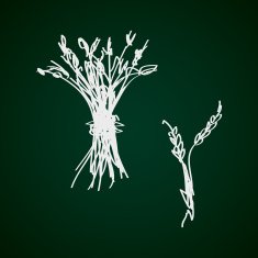 Simple doodle of a sheaf wheat N2