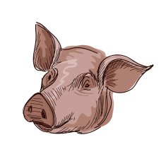 Doodle pig