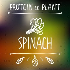 Hand Drawn Spinach Leaves
