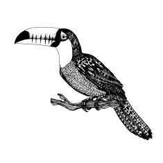 abstract hand drawn bird