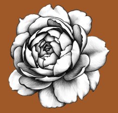 Rose Pencil Drawing