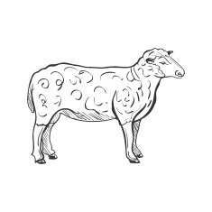 doodle sheep N2