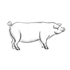Doodle pig N3