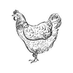 doodle hen N2
