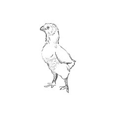 Doodle Chicken N3