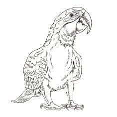adorable parrot coloring page N2