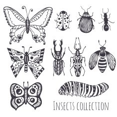 Collection of hand drawind insects Cute set decoration