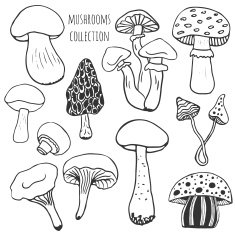 Hand drawn mushrooms collection Doodle vector set