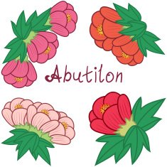Cute abutilon set colorful flowers collection