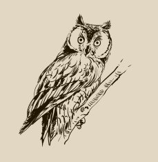 Owl hand drawn black and white N3