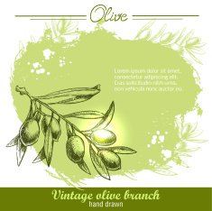 Hand drawn olive branch N2