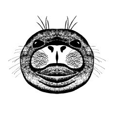 Zentangle stylized seal Sketch for tattoo or t-shirt