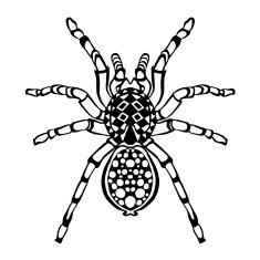 Zentangle stylized spider Sketch for tattoo or t-shirt