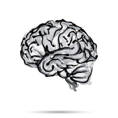 Brain Sketch N5