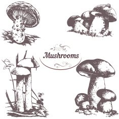 Set of drawings mushrooms