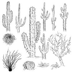 Vector Set of Sketch Cactuses and Desert Plants
