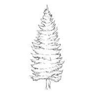 Vector Single Sketch Pine Tree