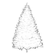 Vector Single Sketch Pine Tree N2
