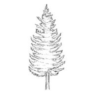 Vector Single Sketch Pine Tree N3