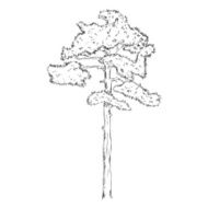 Vector Single Sketch Pine Tree N4