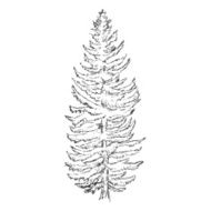 Vector Single Sketch Pine Tree N5