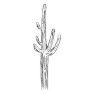 Vector Single Sketch Cacti N6