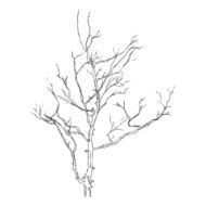 Vector Single Sketch Bare Tree N7