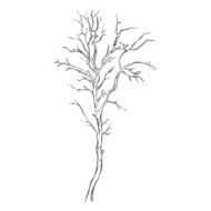 Vector Single Sketch Bare Tree N8