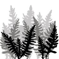 Set of ink drawing fern leaves