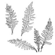 Set of ink drawing fern leaves N2