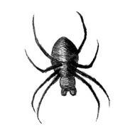 Spider N6