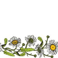 Beautiful vintage background with black daisies on white background Vector