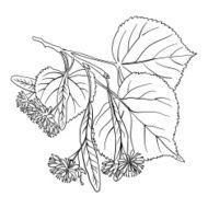Linden Blossom N2
