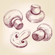 mushroom set hand drawn vector llustration realistic sketch