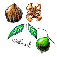 walnut
