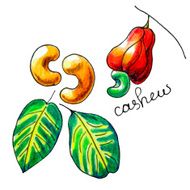 cashew
