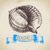 Seashell hand drawn sketch Vintage illustration N12