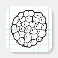 Custard apple doodle