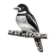 Black-and-red Broadbill bird drawing N2