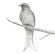 Ashy Drongo bird drawing N2