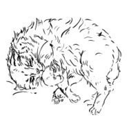 sketches of cats in different poses doodles N2