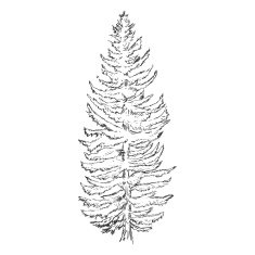 Vector Single Sketch Pine Tree N5 free image download