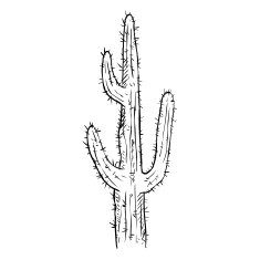 Vector Single Sketch Cacti N5