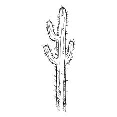 Vector Single Sketch Cacti N8