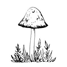 ink drawing musroom and grass