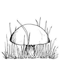 ink drawing musroom and grass N3