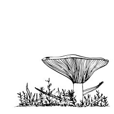 ink drawing musroom and grass N5