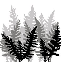 Set of ink drawing fern leaves