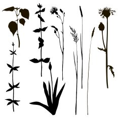 silhouettes of herbs and flowers N3